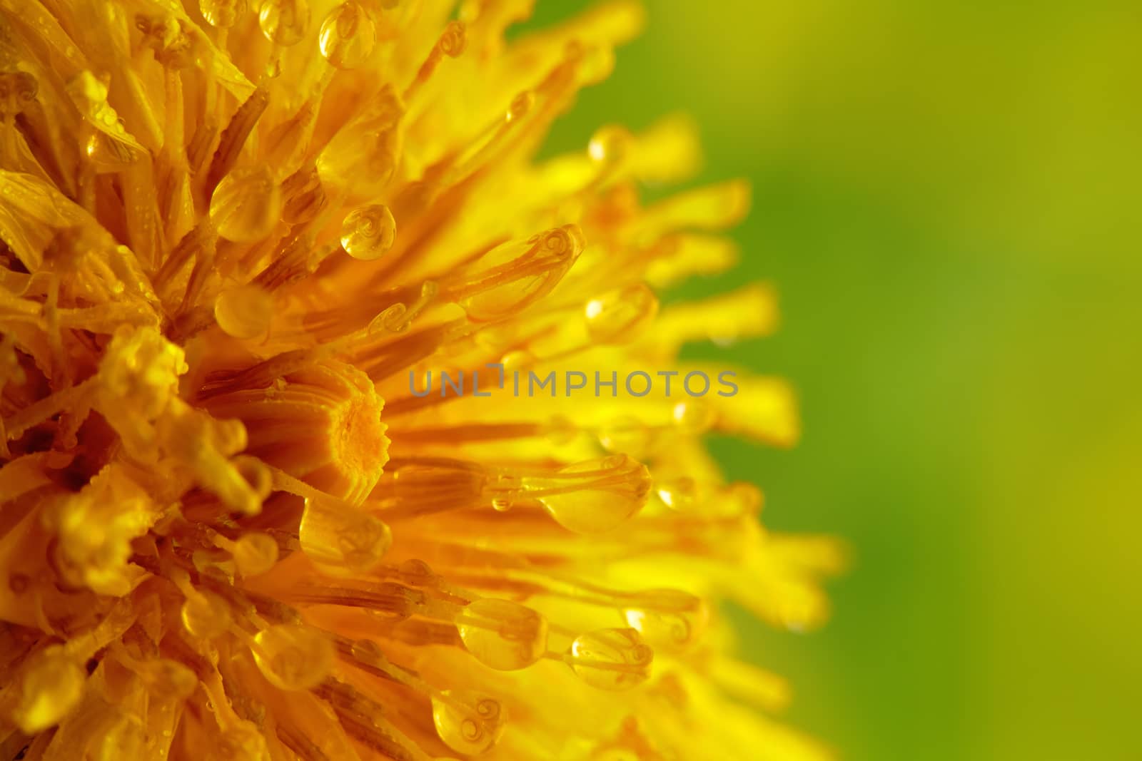 Close-up of a dandelion with water droplets