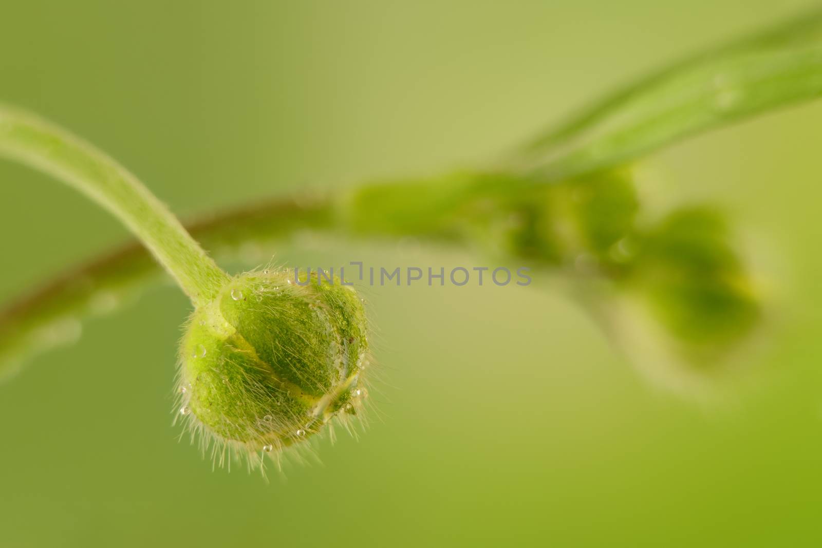 tiny green flower bud with water droplets