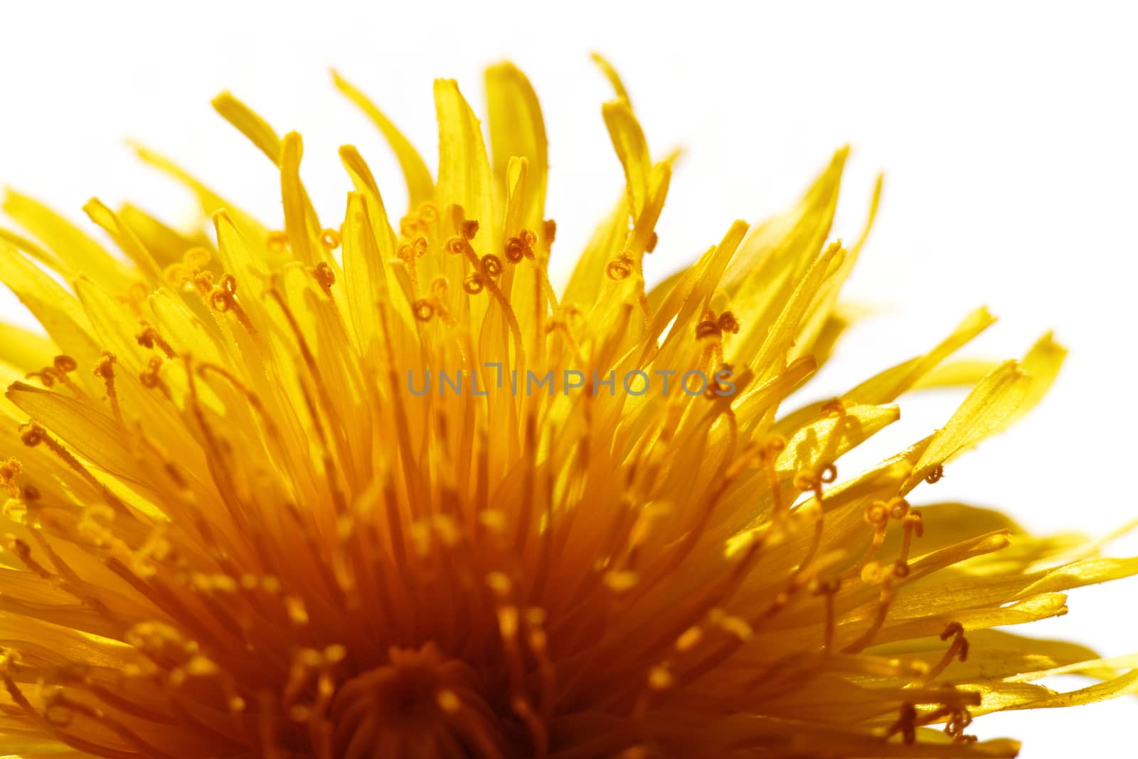 yellow dandelion flower close-up on white background