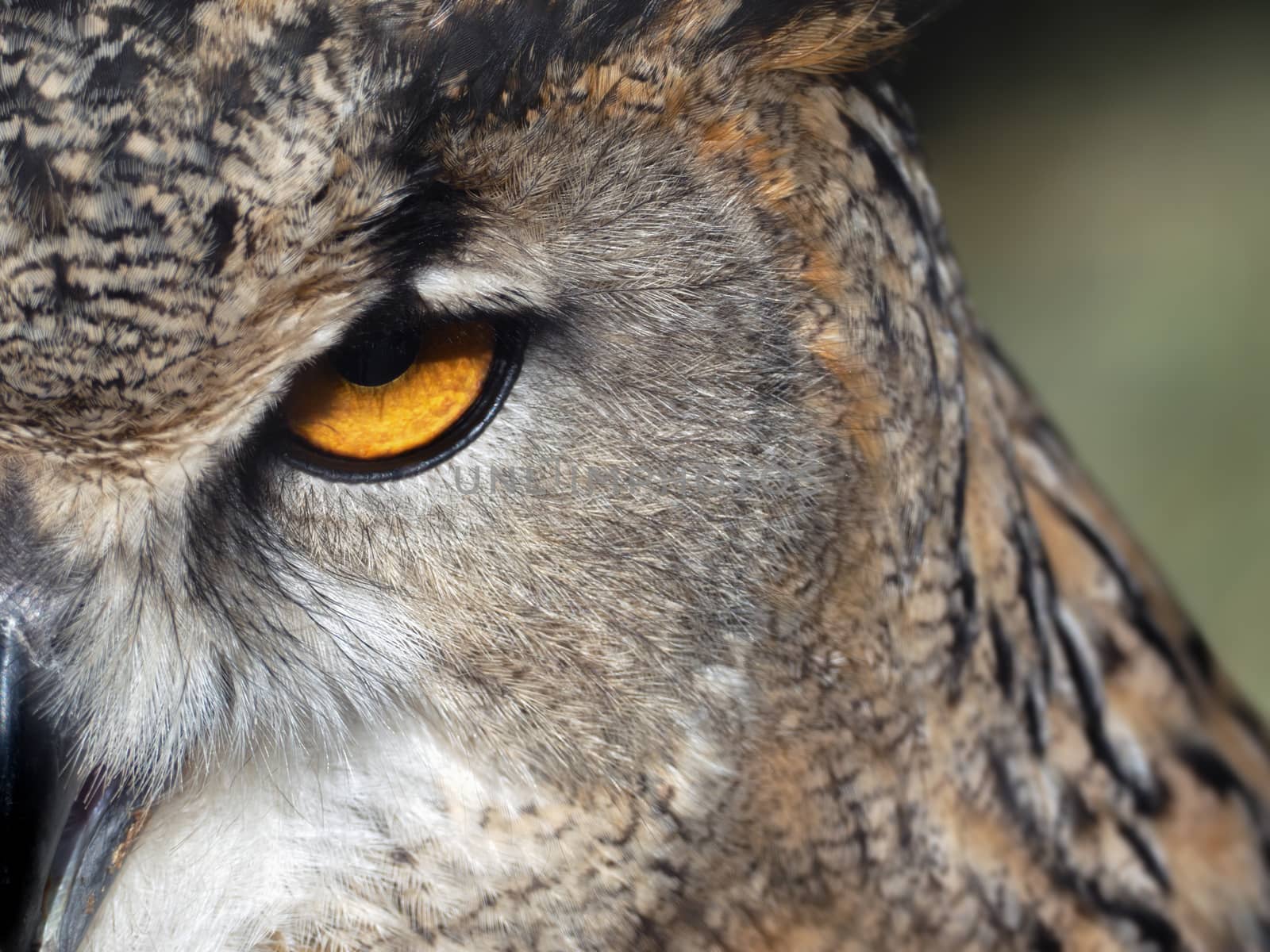 close-up of an owl