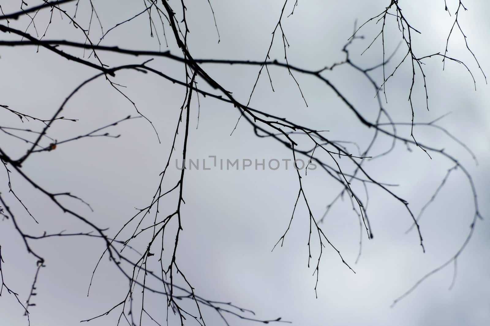 Branches in the sky by Rik