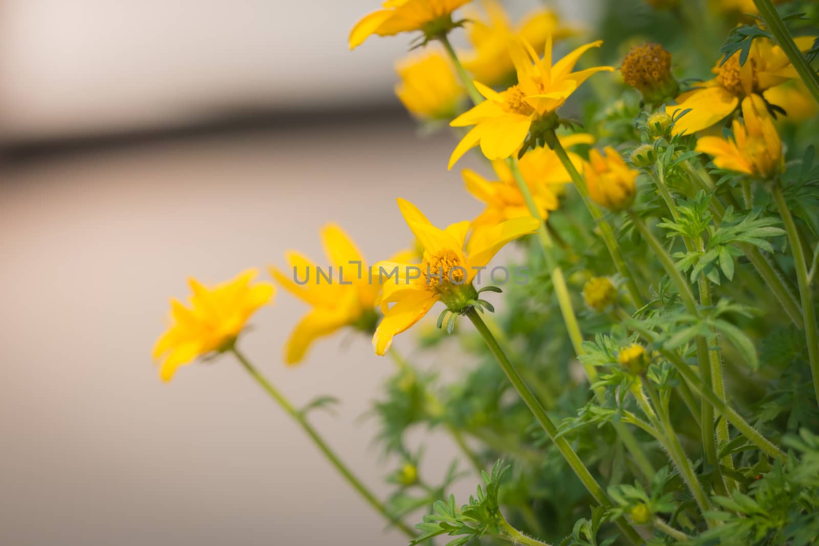 The background image of the colorful flowers, background nature