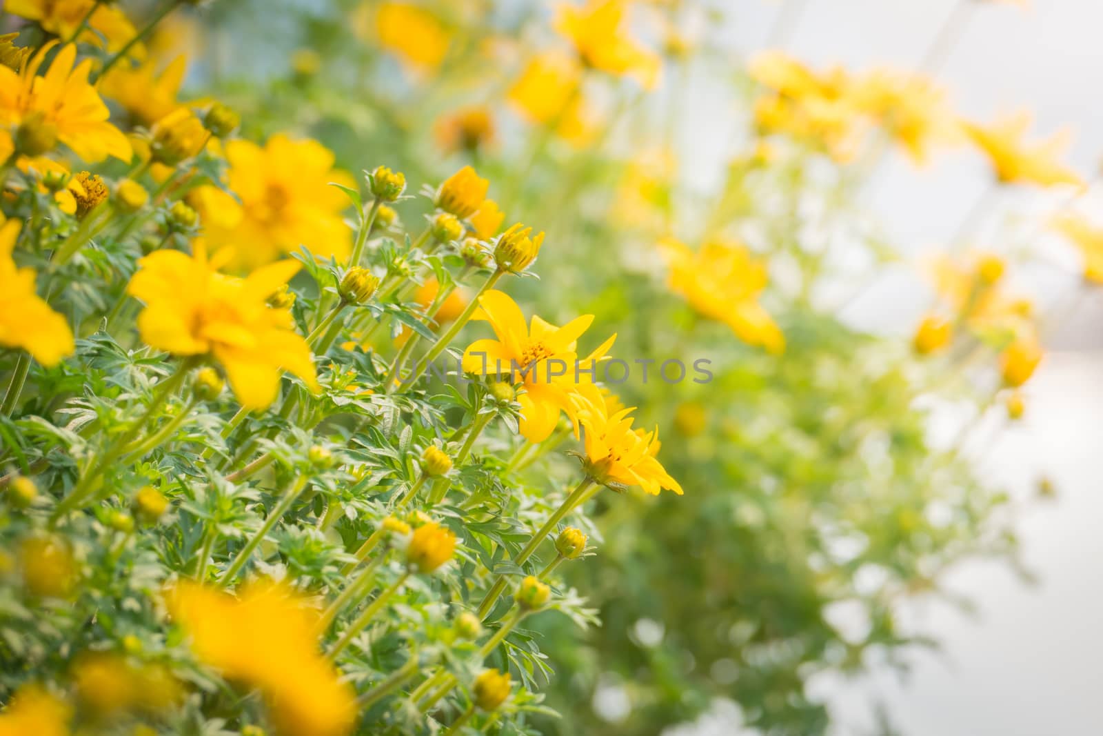 The background image of the colorful flowers, background nature