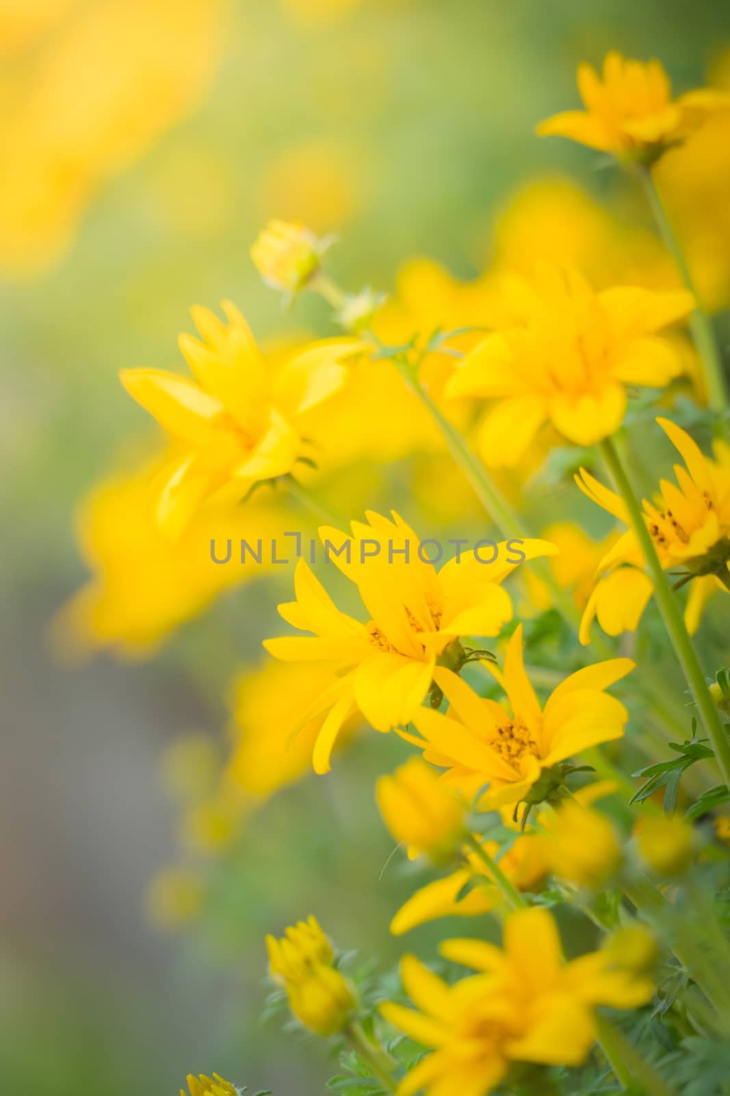 The background image of the colorful flowers, background nature