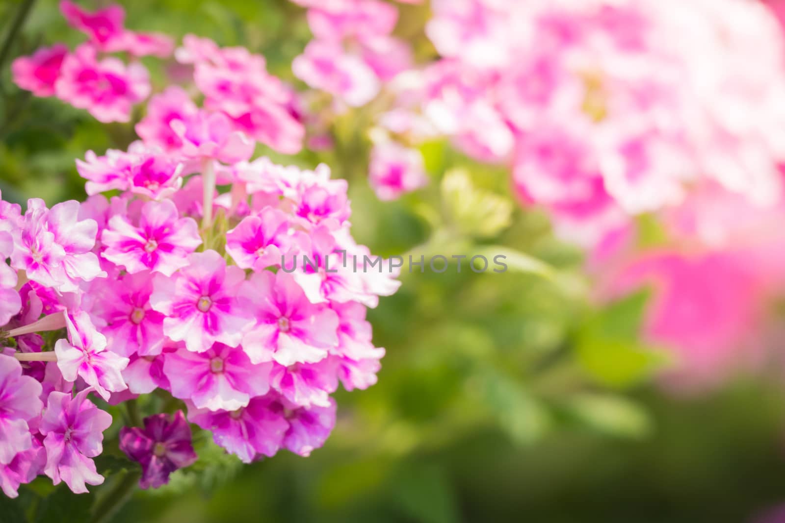 The background image of the colorful flowers, background nature