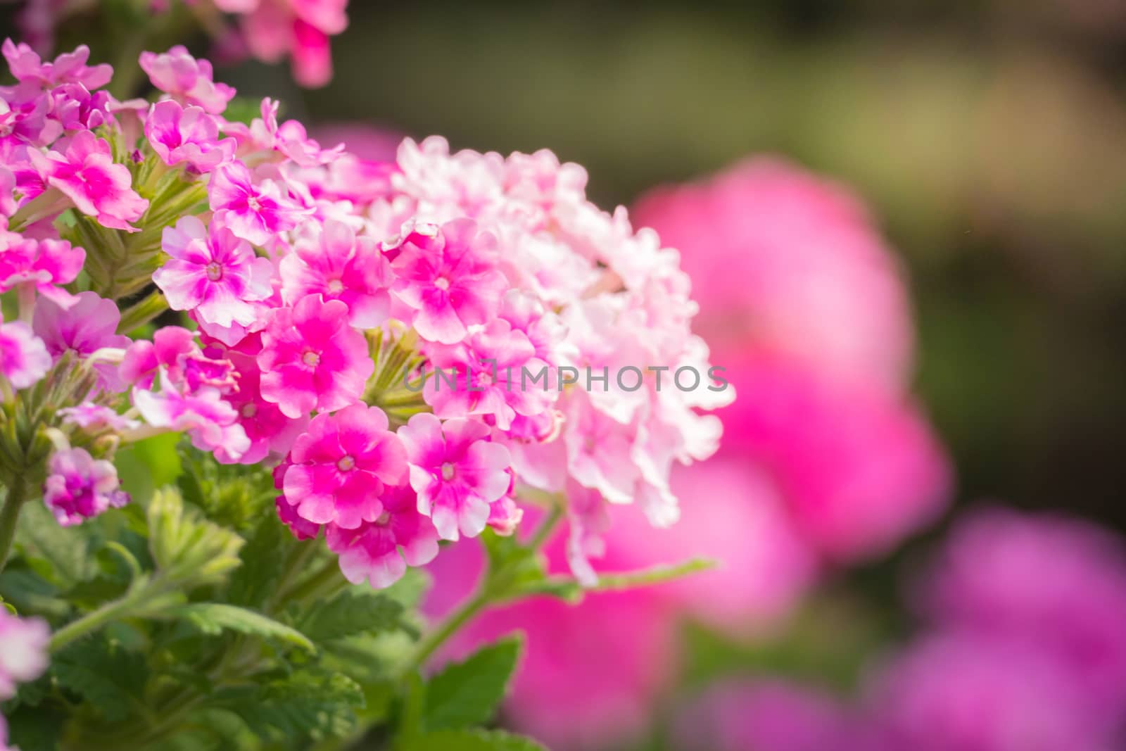 The background image of the colorful flowers, background nature