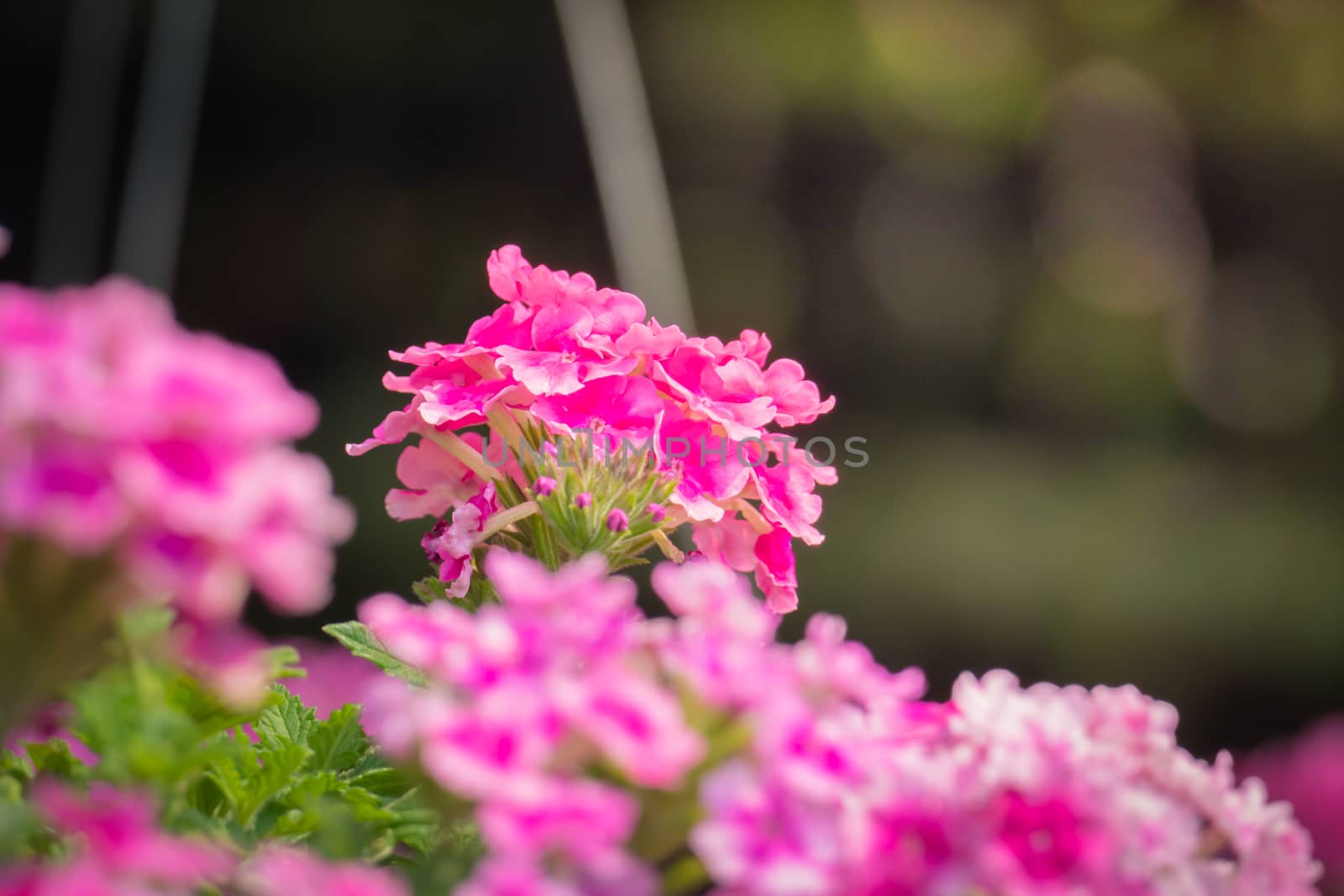 The background image of the colorful flowers, background nature