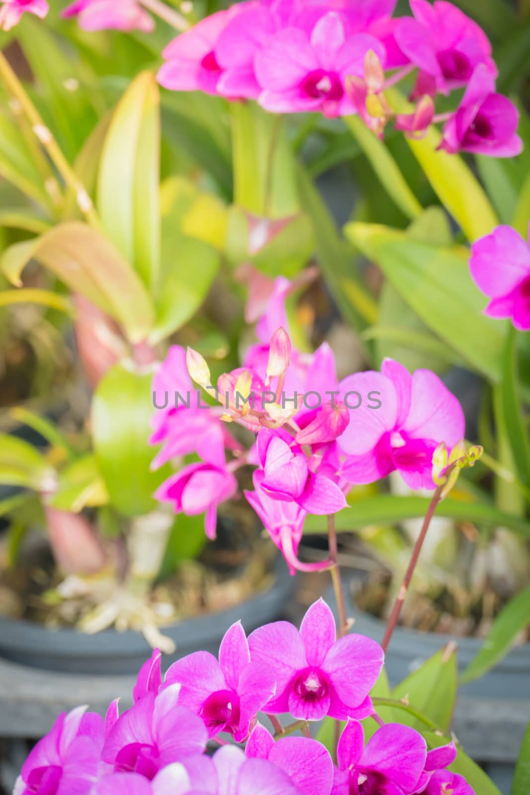 The background image of the colorful flowers, background nature