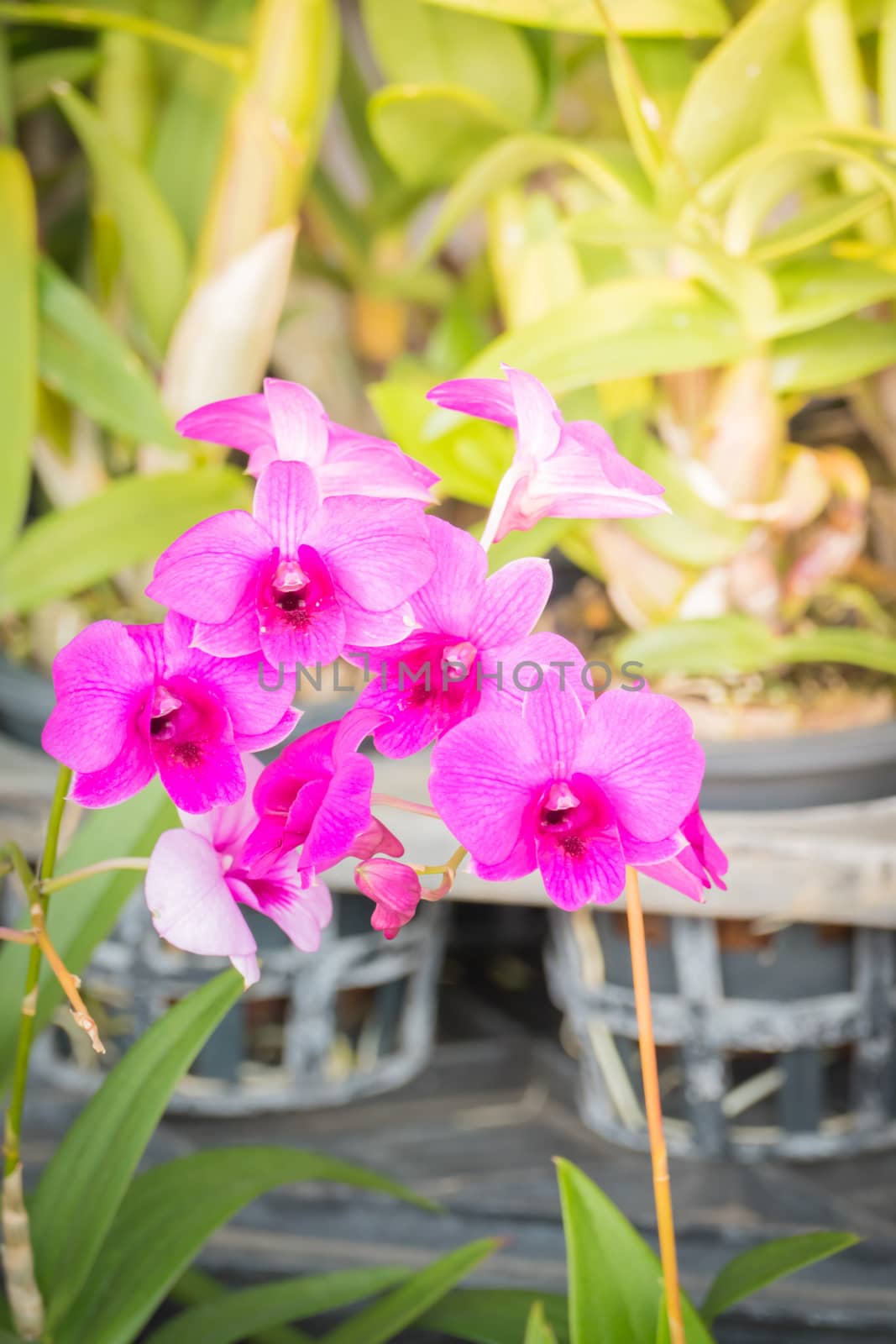 The background image of the colorful flowers, background nature