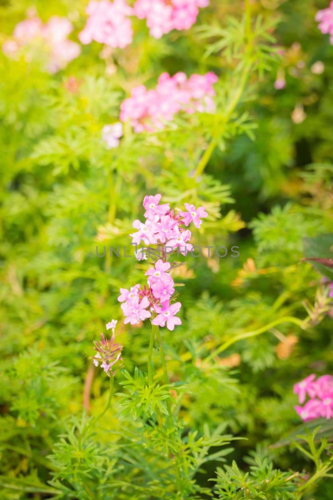 The background image of the colorful flowers, background nature