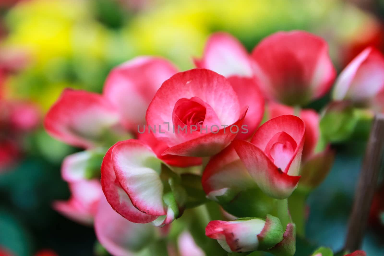 Pattern of beautiful natural  begonia flowers texture full blooming in flower garden for background and wallpaper, soft focus