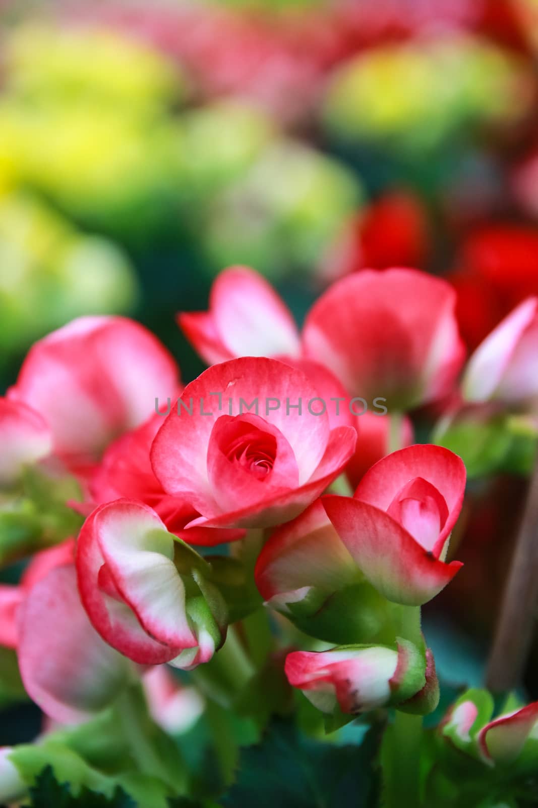 Pattern of beautiful natural  begonia flowers texture full blooming in flower garden for background and wallpaper, soft focus