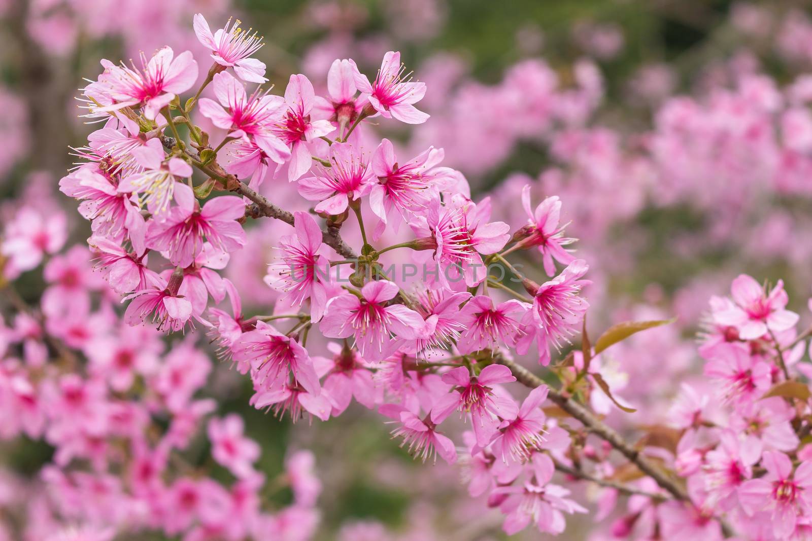 Beautiful Flower queen tiger Sakura , Cherry blossom Background at Phu Lom Lo , Loei and Phirsanulok, Thailand