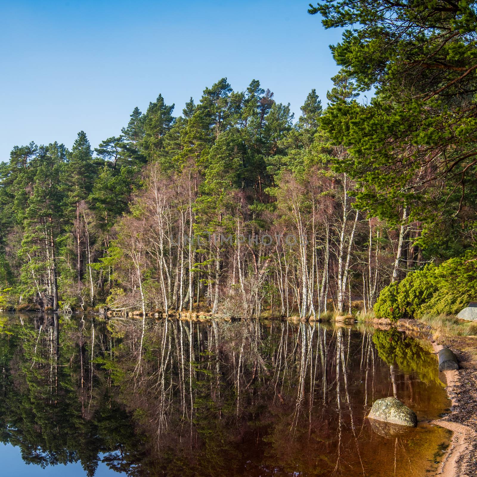 Loch Garten in the Strathspey area of the Cairngorms National Park, in Scotland. It is surrounded by the tall Caledonian pine trees of the Abernethy Forest