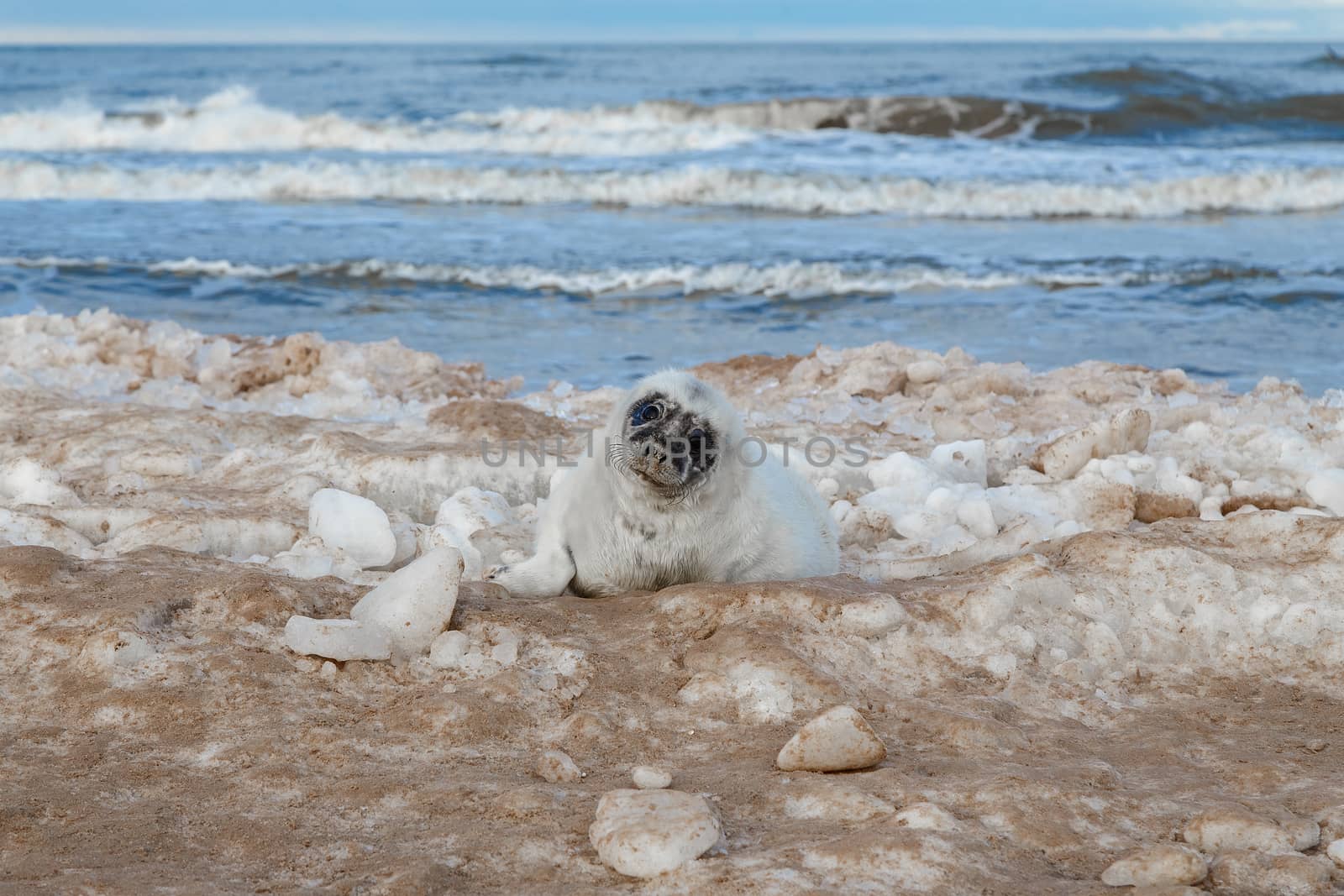 Seal ducks on the Baltic Sea coast, Ventspils, Latvia