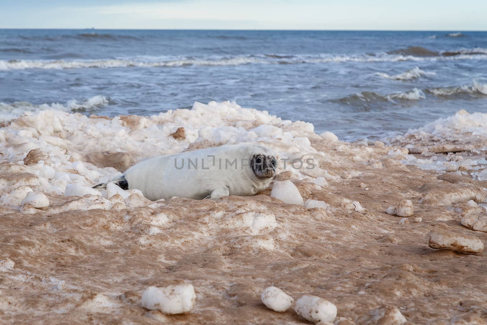 Seal ducks on the Baltic Sea coast, Ventspils, Latvia