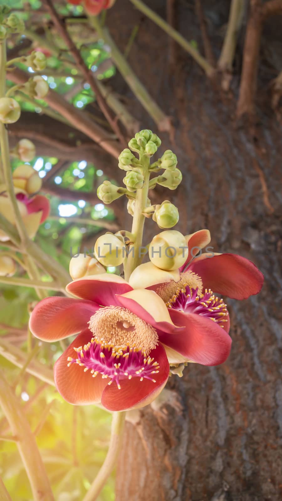 flower from the unusual cannonball tree (Couroupita guianensis)