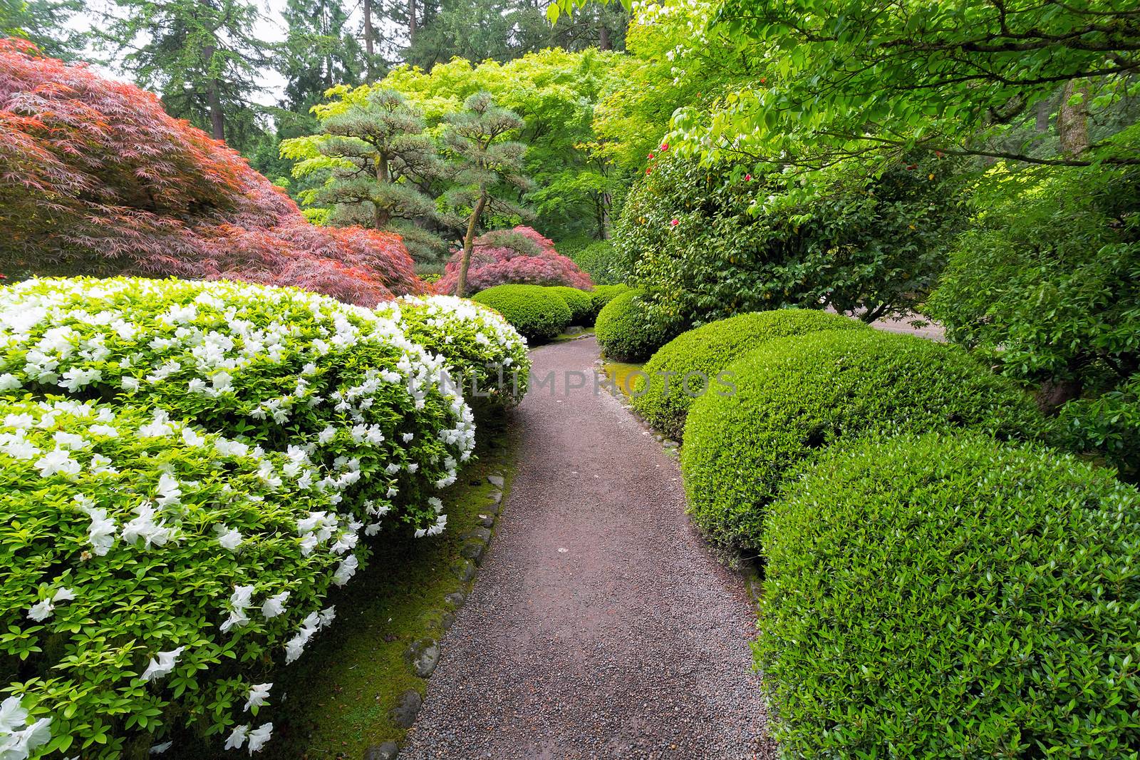 Strolling garden path with trees and shrubs in Japanese Garden suring Spring season