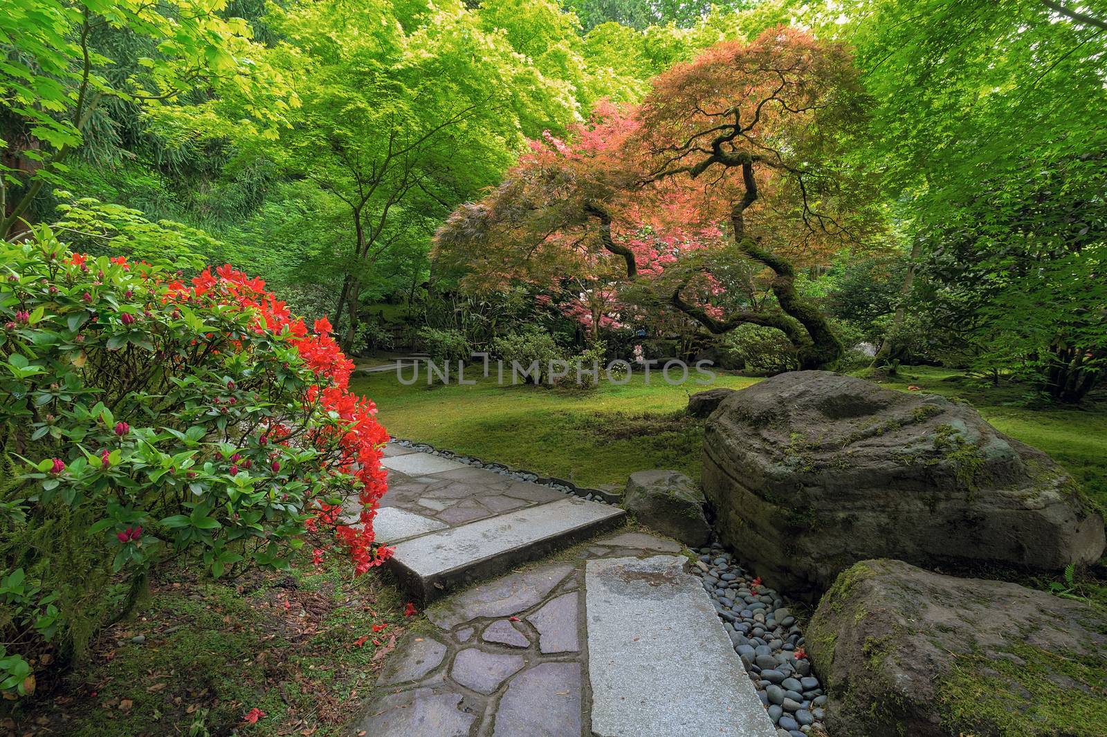 Stone Path with rocks maple trees plants shrubs in Japanese Garden during spring season