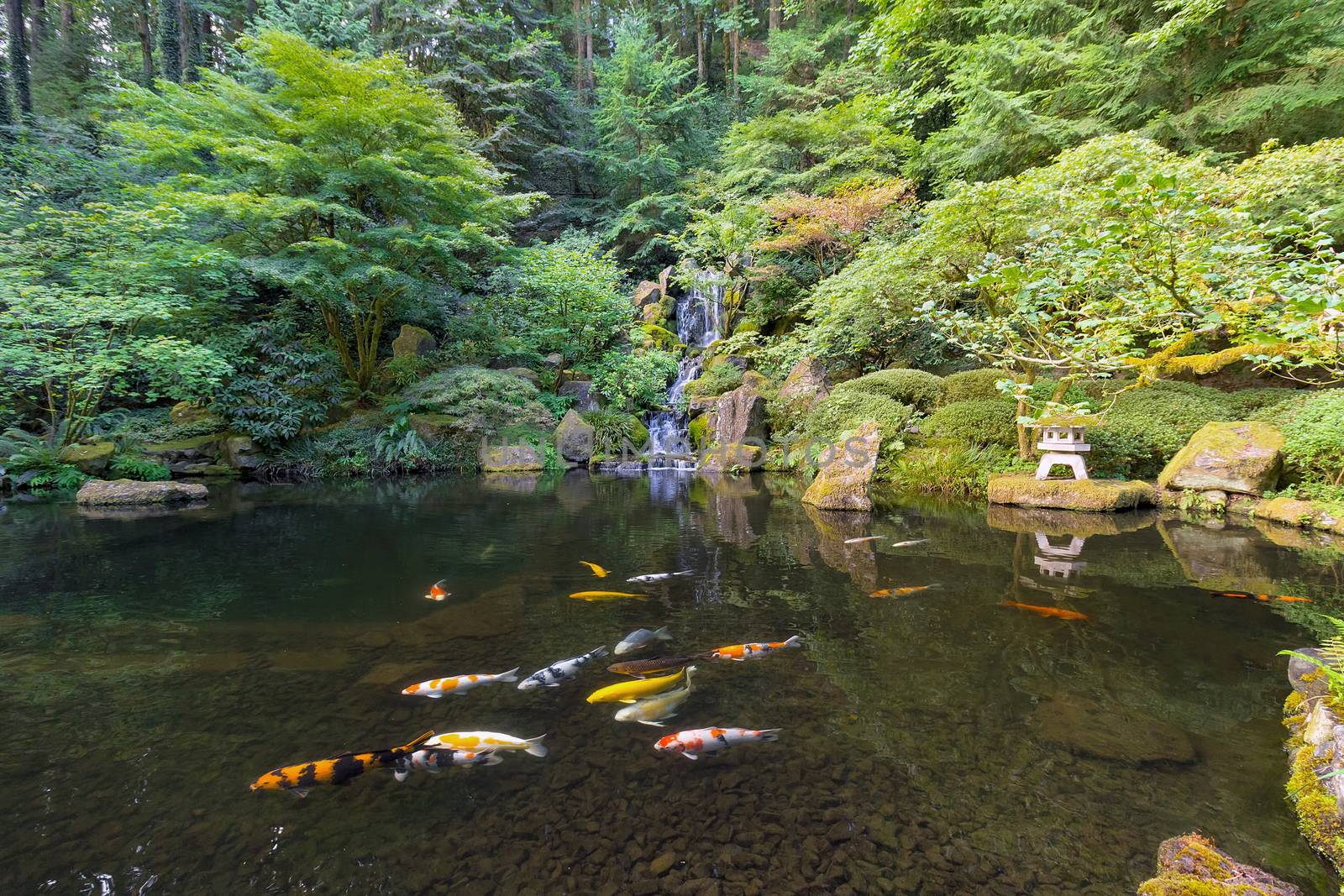 Koi Fish swimming in pond by Heavenly Falls waterfall in Japanese Garden