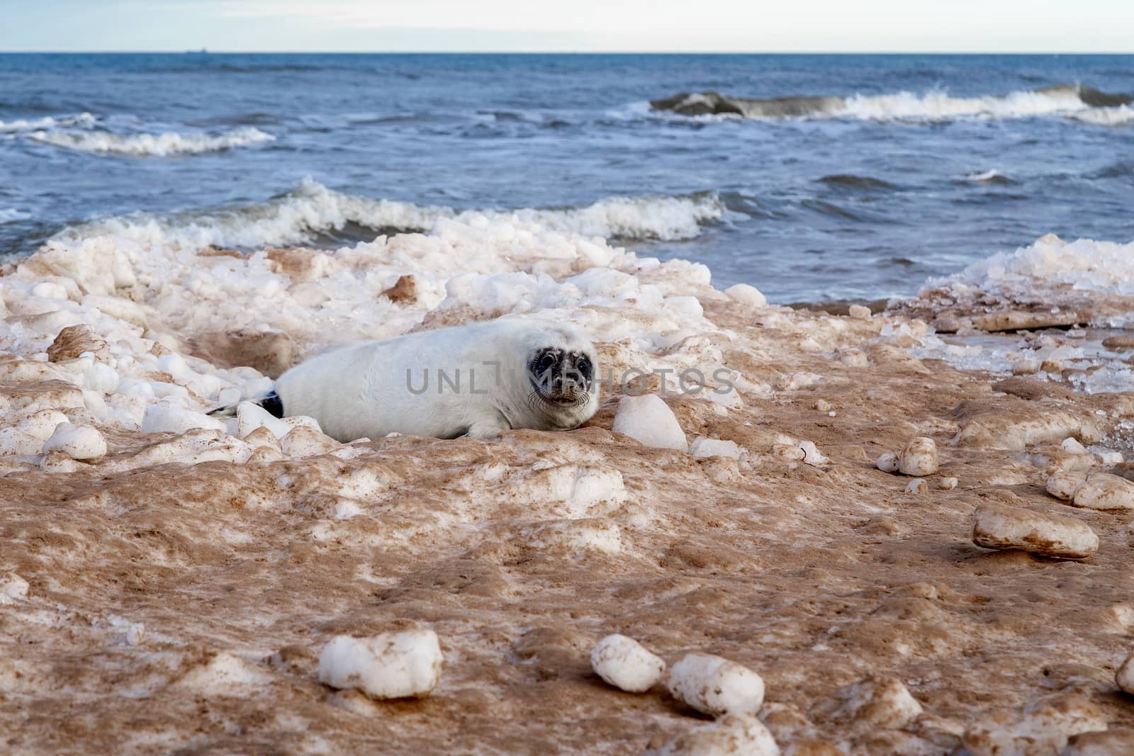 Seabed seal on the sea coast on ice hummocks