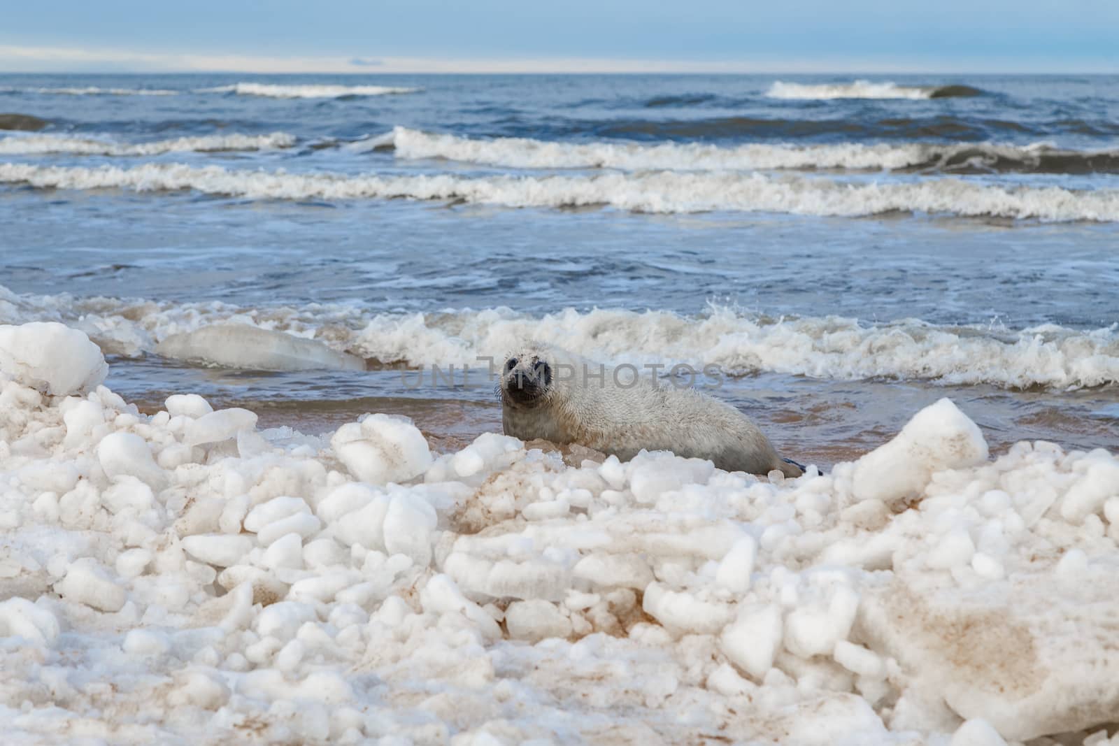 Seal ditene on the seashore by ires007