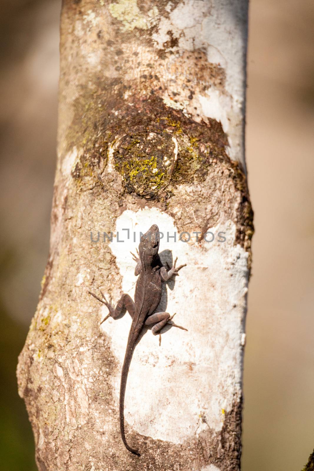 Black Brown anole lizard Anolis sagrei by steffstarr