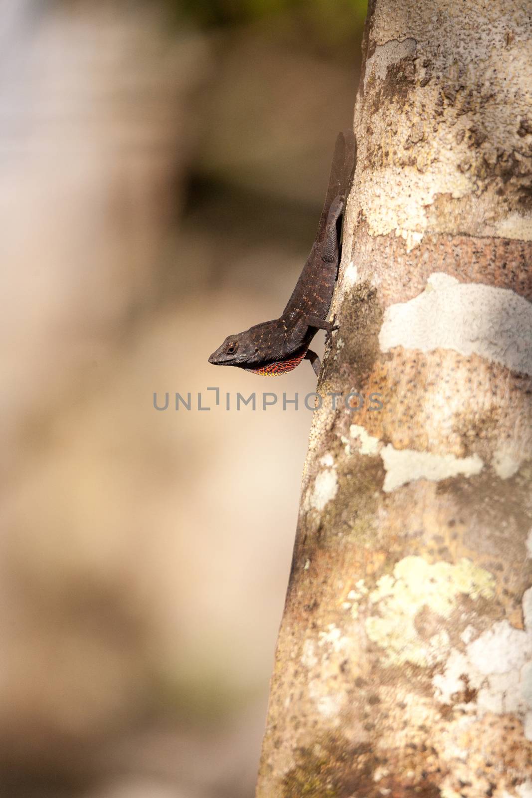 Black Brown anole lizard Anolis sagrei climbs on a tree and alternates between displaying a red dewlap and doing push ups in the Corkscrew Swamp Sanctuary of Naples, Florida.