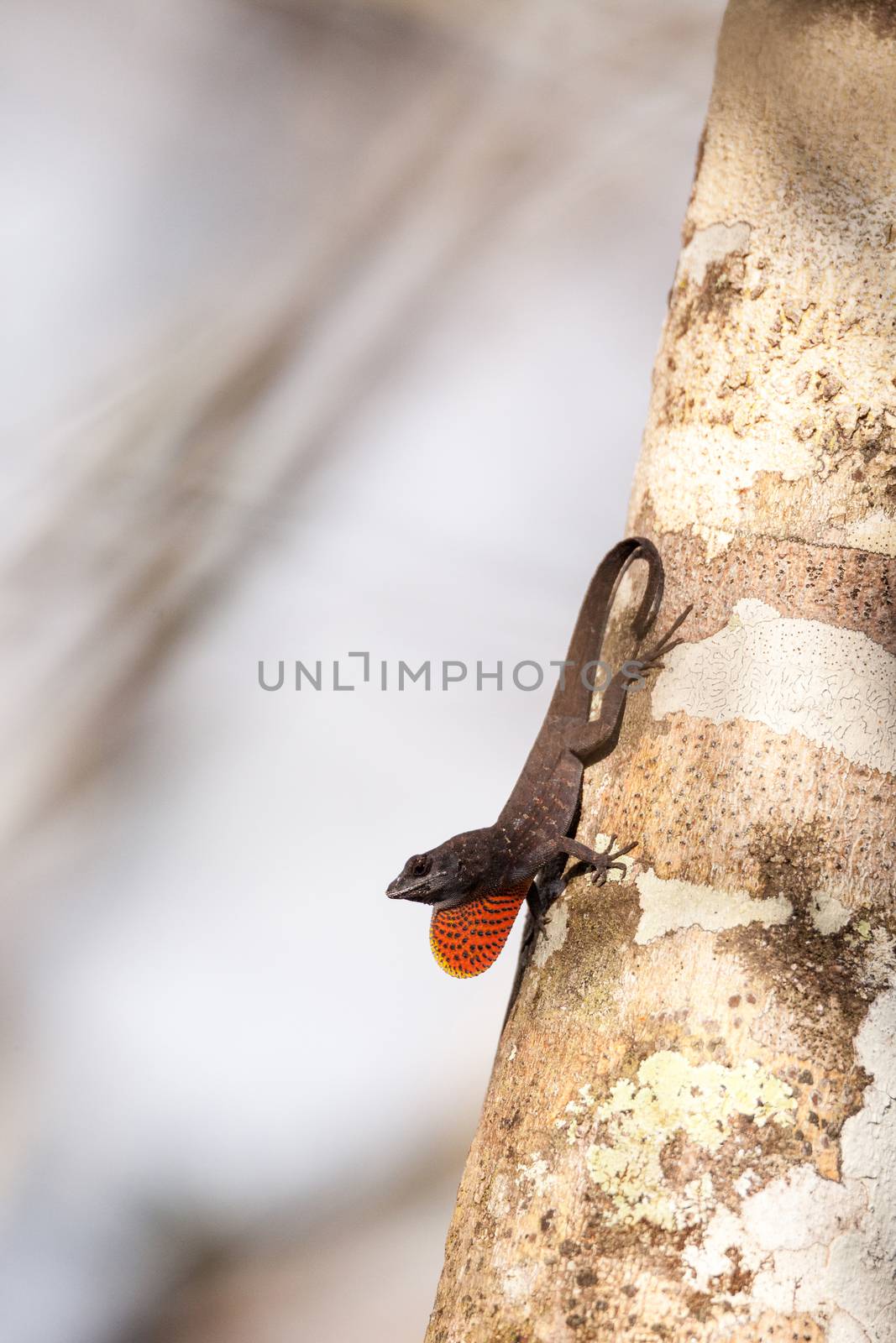 Black Brown anole lizard Anolis sagrei climbs on a tree and alternates between displaying a red dewlap and doing push ups in the Corkscrew Swamp Sanctuary of Naples, Florida.