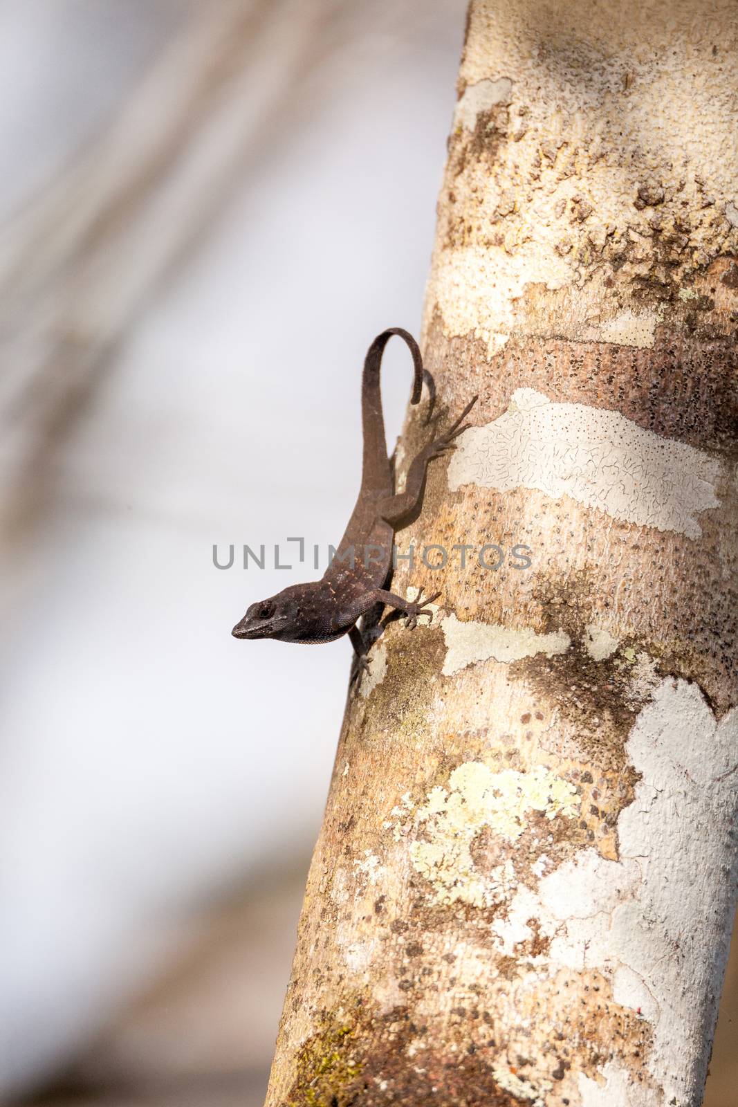 Black Brown anole lizard Anolis sagrei by steffstarr