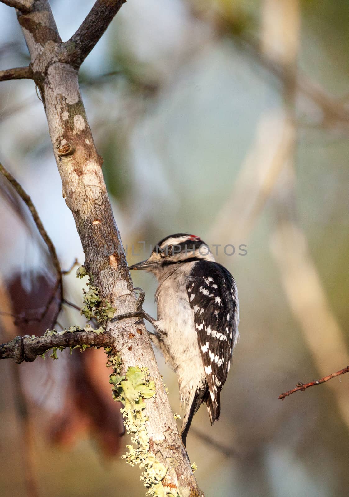 Downy woodpecker Picoides pubescens perches on a tree by steffstarr