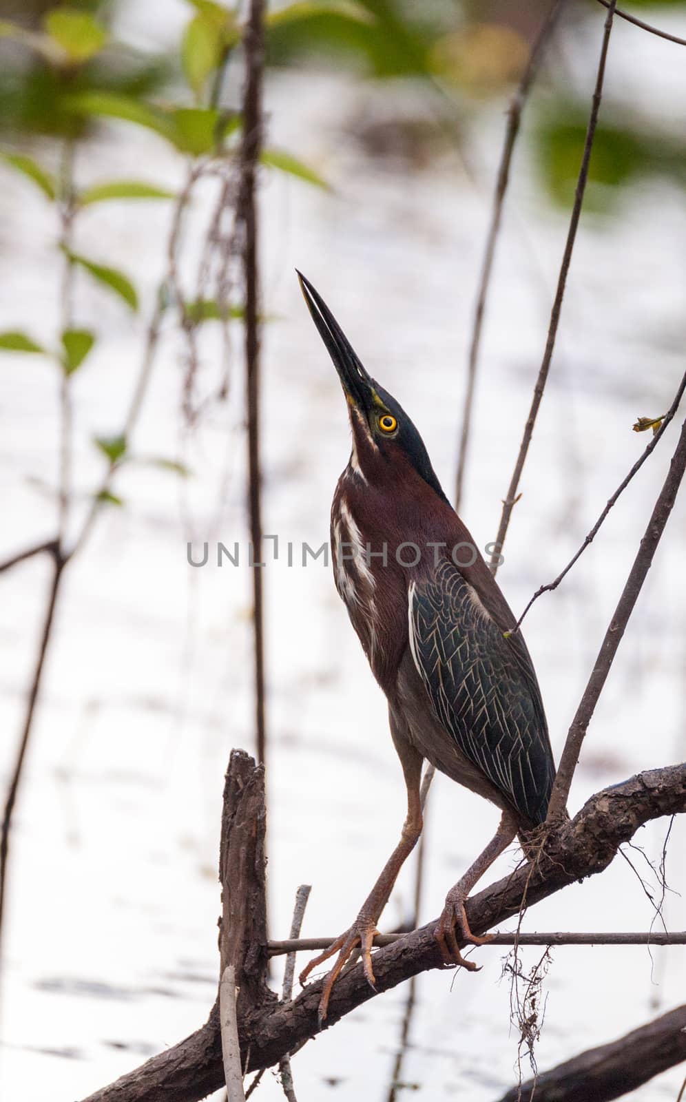 Green heron Butorides virescens by steffstarr