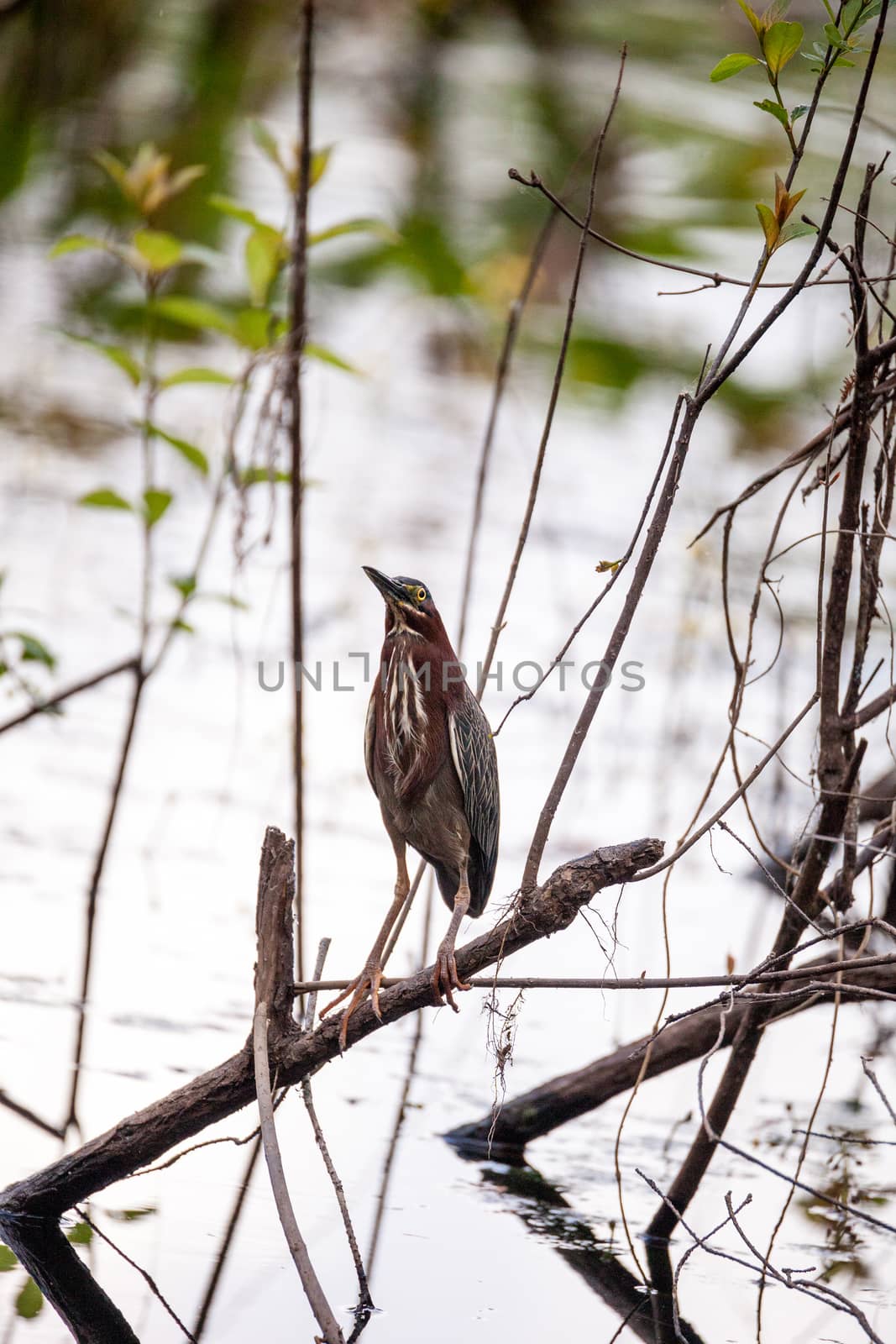 Green heron Butorides virescens hunts in a pond in the Corkscrew Swamp Sanctuary of Naples, Florida