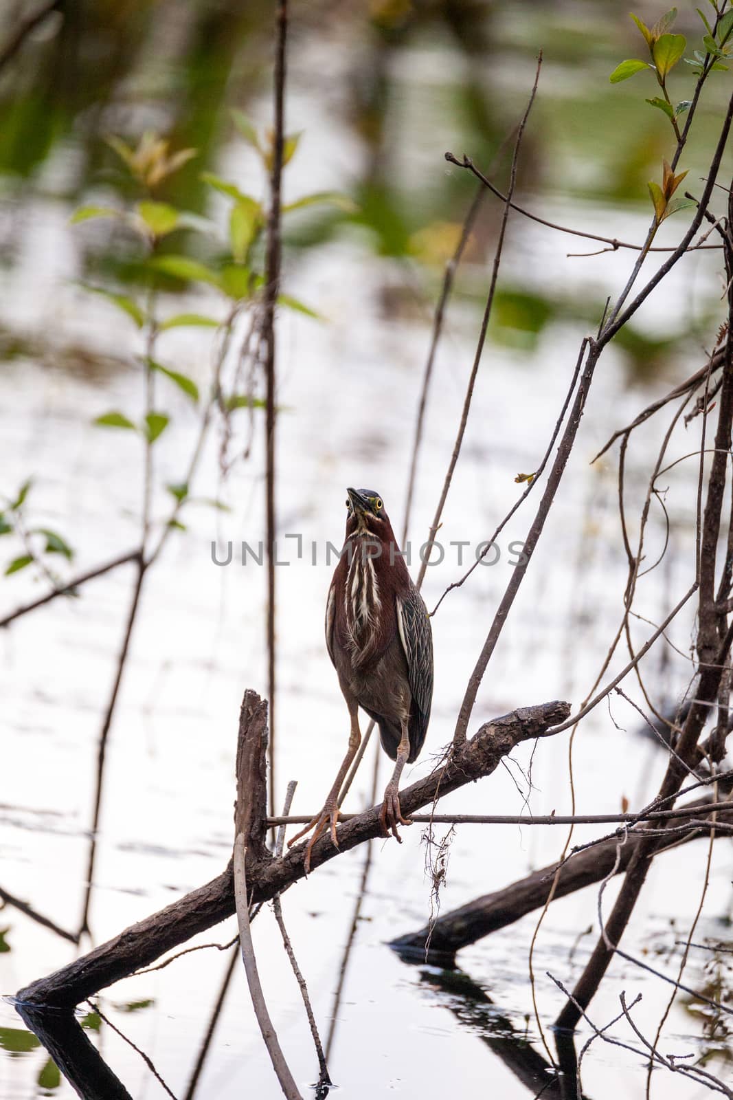 Green heron Butorides virescens hunts in a pond in the Corkscrew Swamp Sanctuary of Naples, Florida