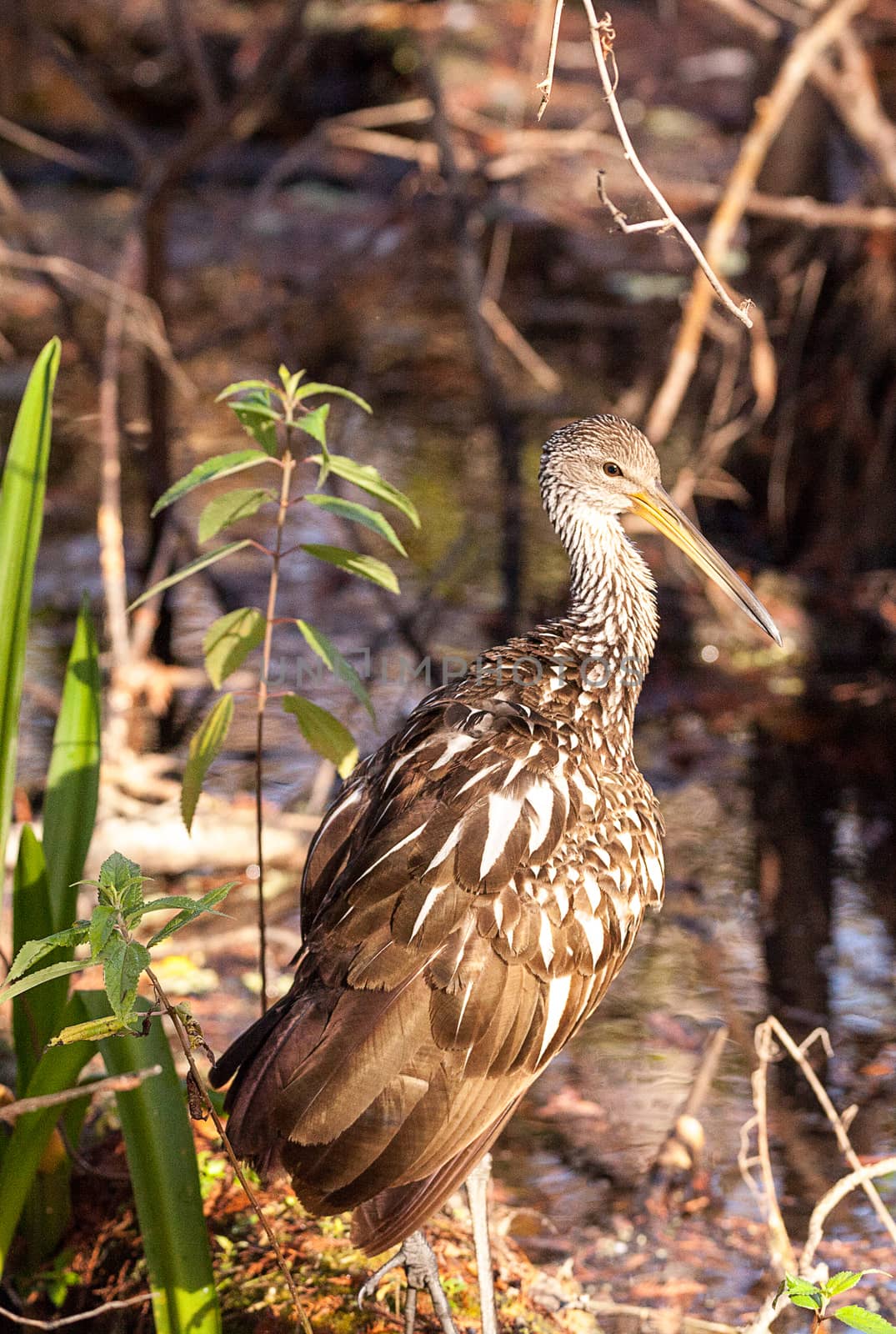 Limpkin wading bird Aramus guarauna by steffstarr