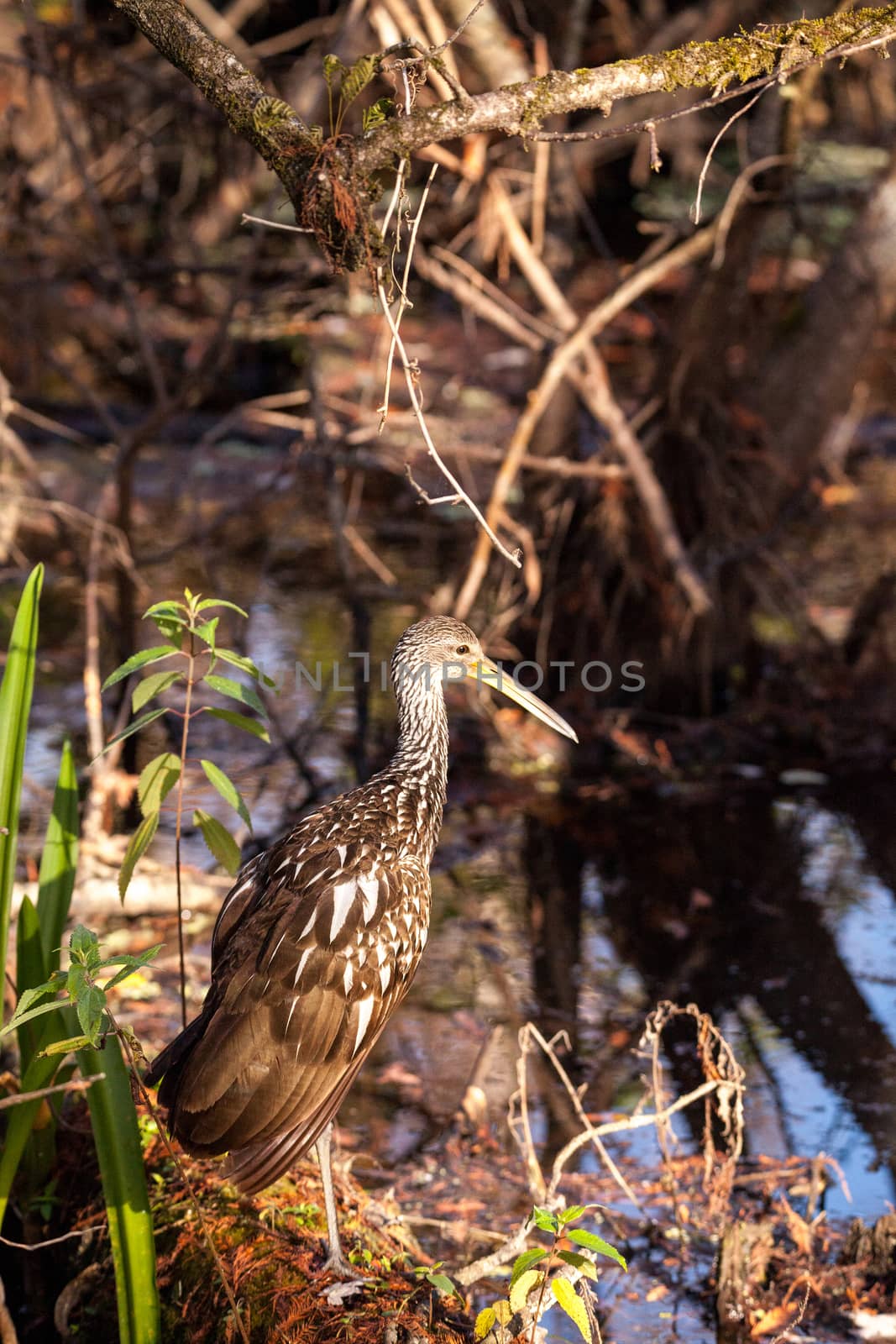 Limpkin wading bird Aramus guarauna by steffstarr