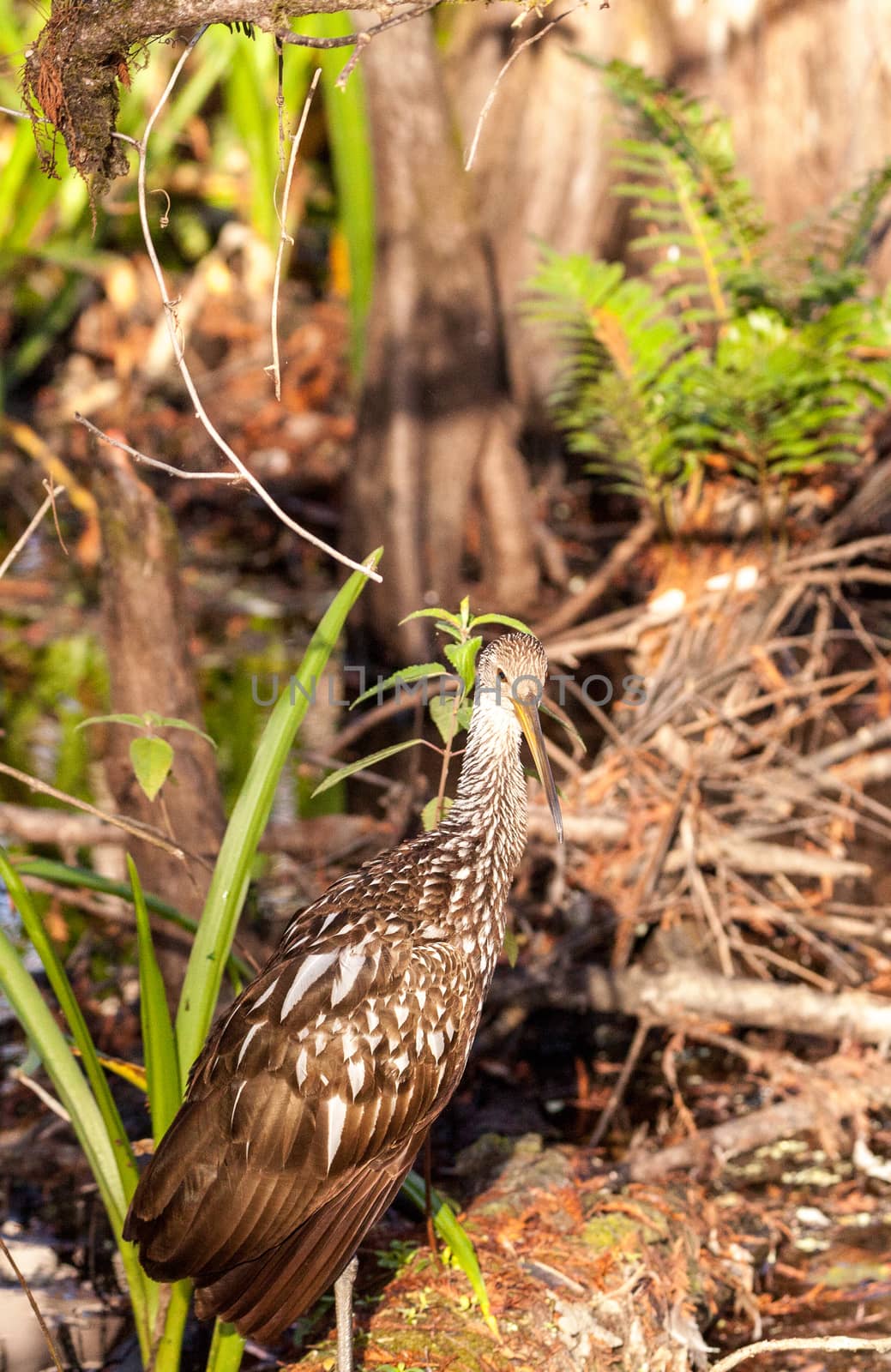 Limpkin wading bird Aramus guarauna by steffstarr