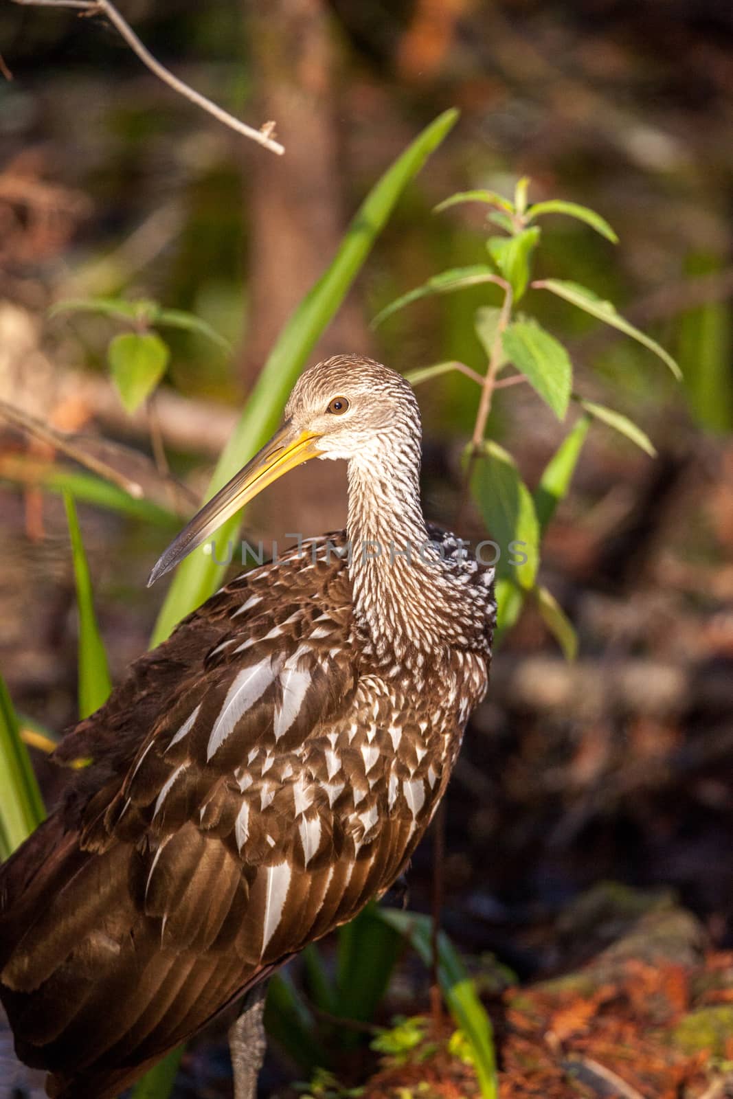 Limpkin wading bird Aramus guarauna by steffstarr