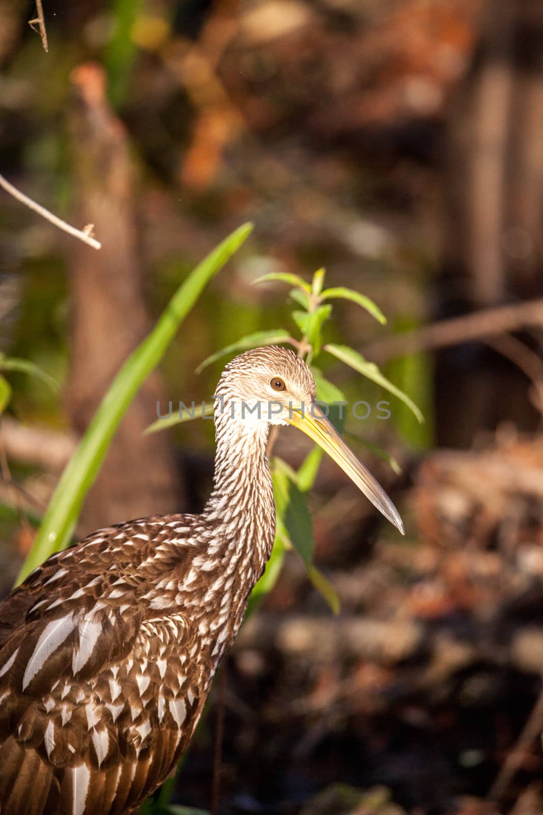 Limpkin wading bird Aramus guarauna by steffstarr