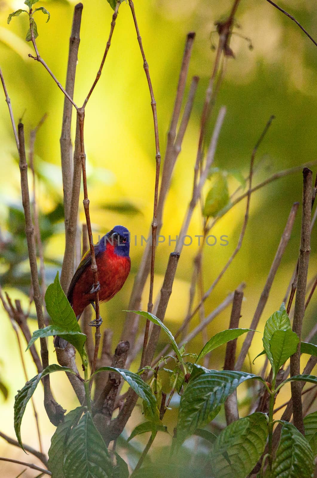 Bright Male Painted bunting bird Passerina ciris by steffstarr