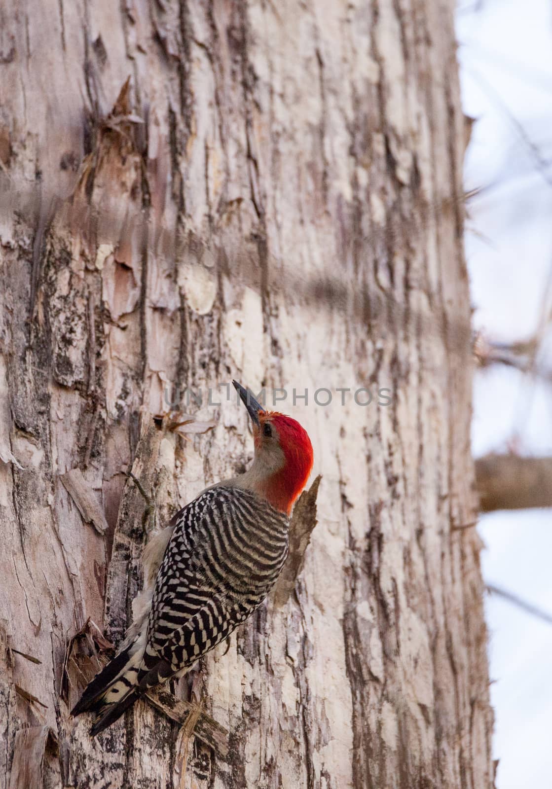 Red-bellied woodpecker Melanerpes carolinus pecks at a tree in Naples, Florida