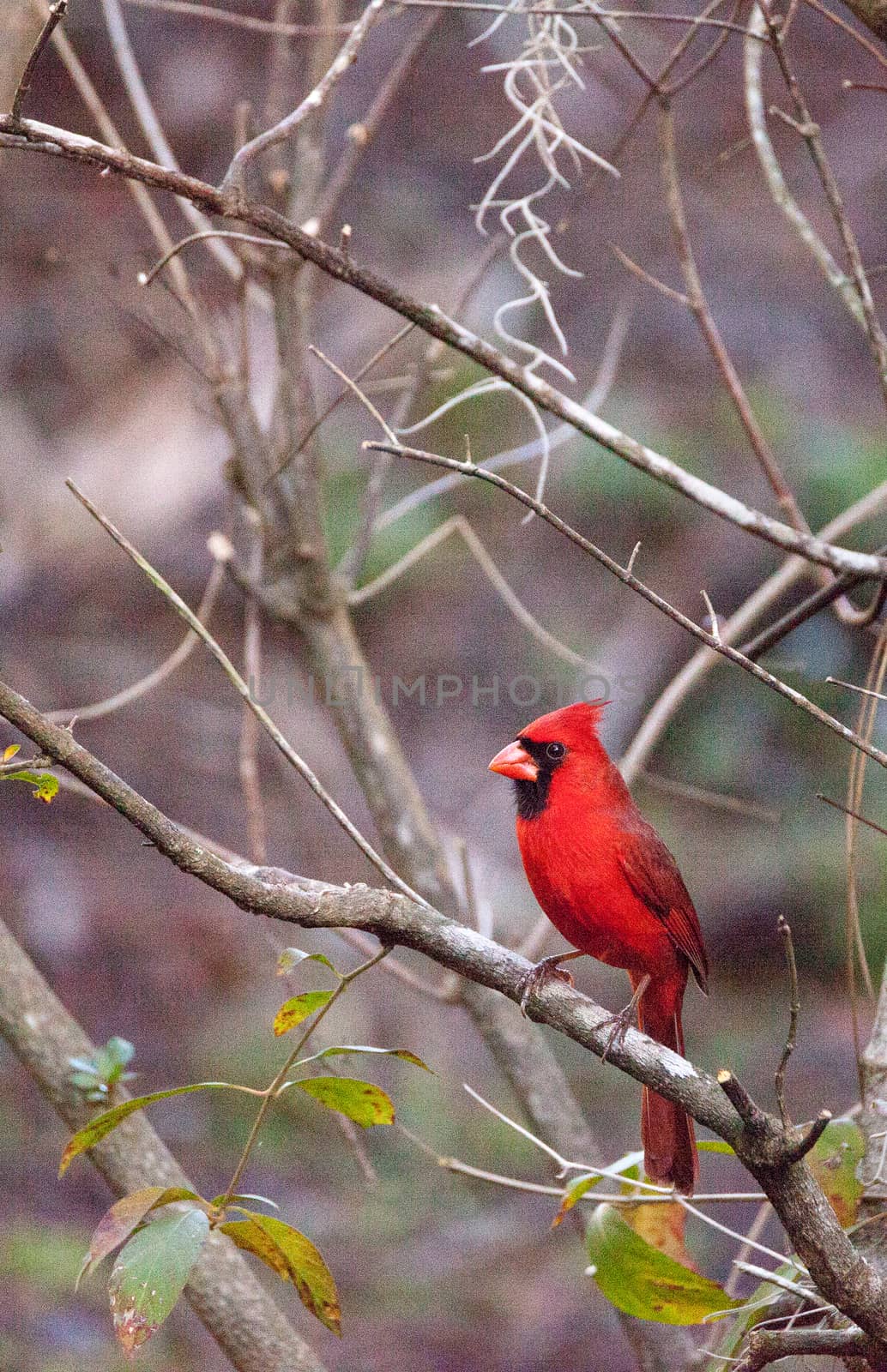 Male red Northern cardinal bird Cardinalis cardinalis  by steffstarr