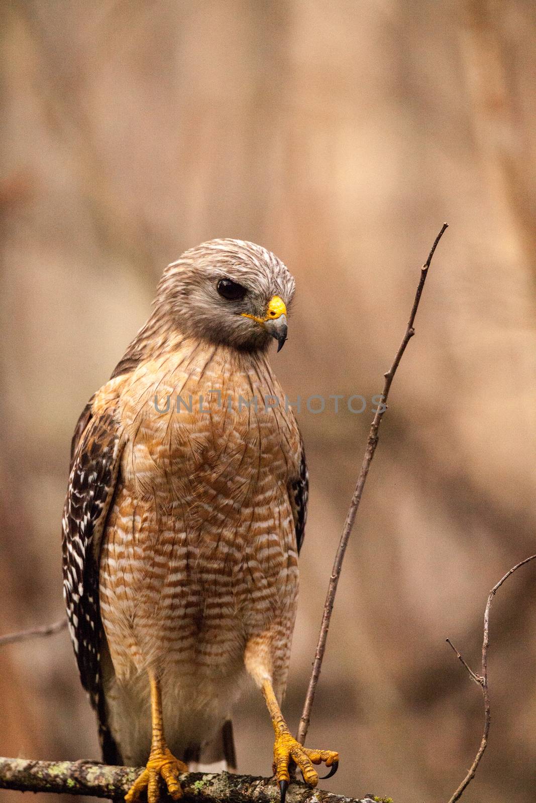 Red shouldered Hawk Buteo lineatus hunts for prey by steffstarr