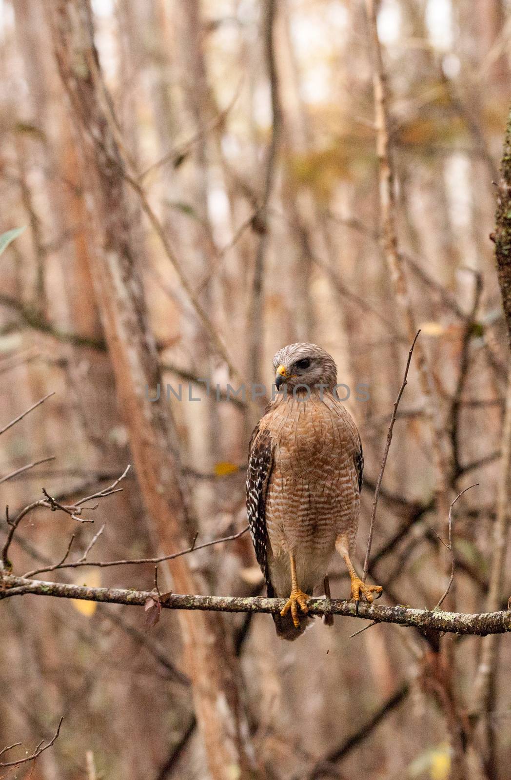 Red shouldered Hawk Buteo lineatus hunts for prey by steffstarr