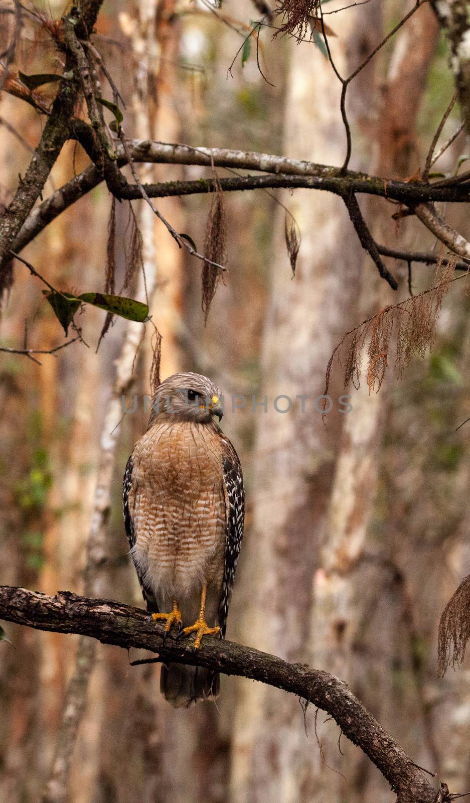 Red shouldered Hawk Buteo lineatus hunts for prey by steffstarr