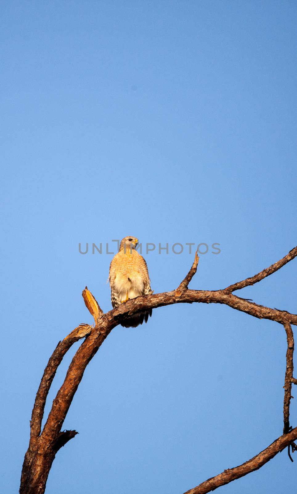 Red shouldered Hawk Buteo lineatus hunts for prey in the Corkscrew Swamp Sanctuary of Naples, Florida