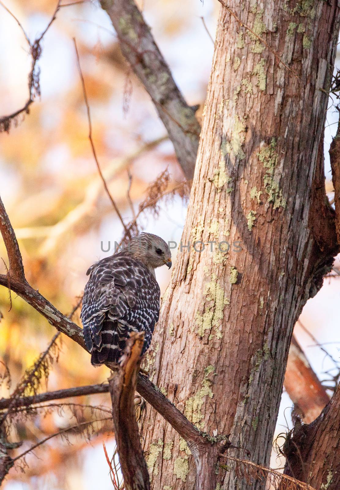 Red shouldered Hawk Buteo lineatus hunts for prey in the Corkscrew Swamp Sanctuary of Naples, Florida