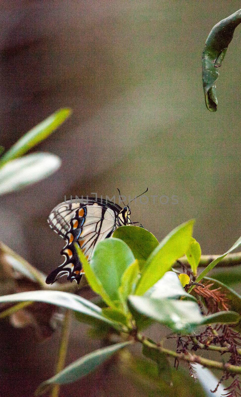 Tiger Swallowtail butterfly Papilio glaucus perches its striped body and yellow wings on a tree in the Corkscrew Swamp Sanctuary of Naples, Florida