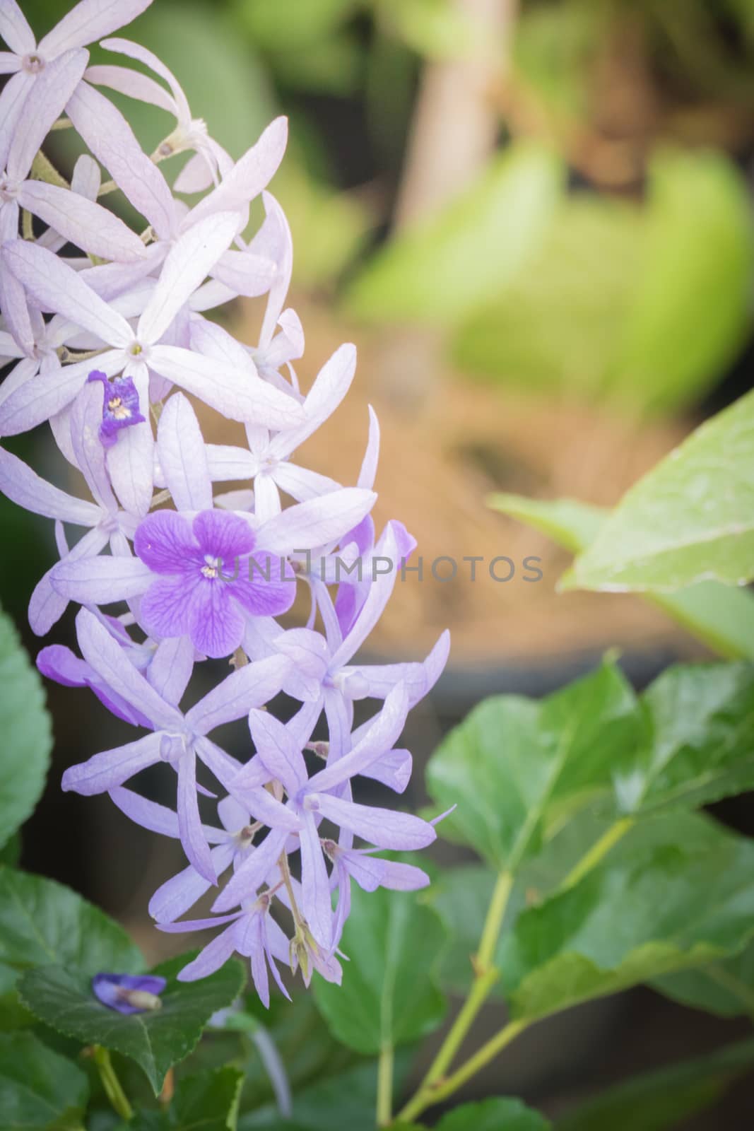 The background image of the colorful flowers, background nature