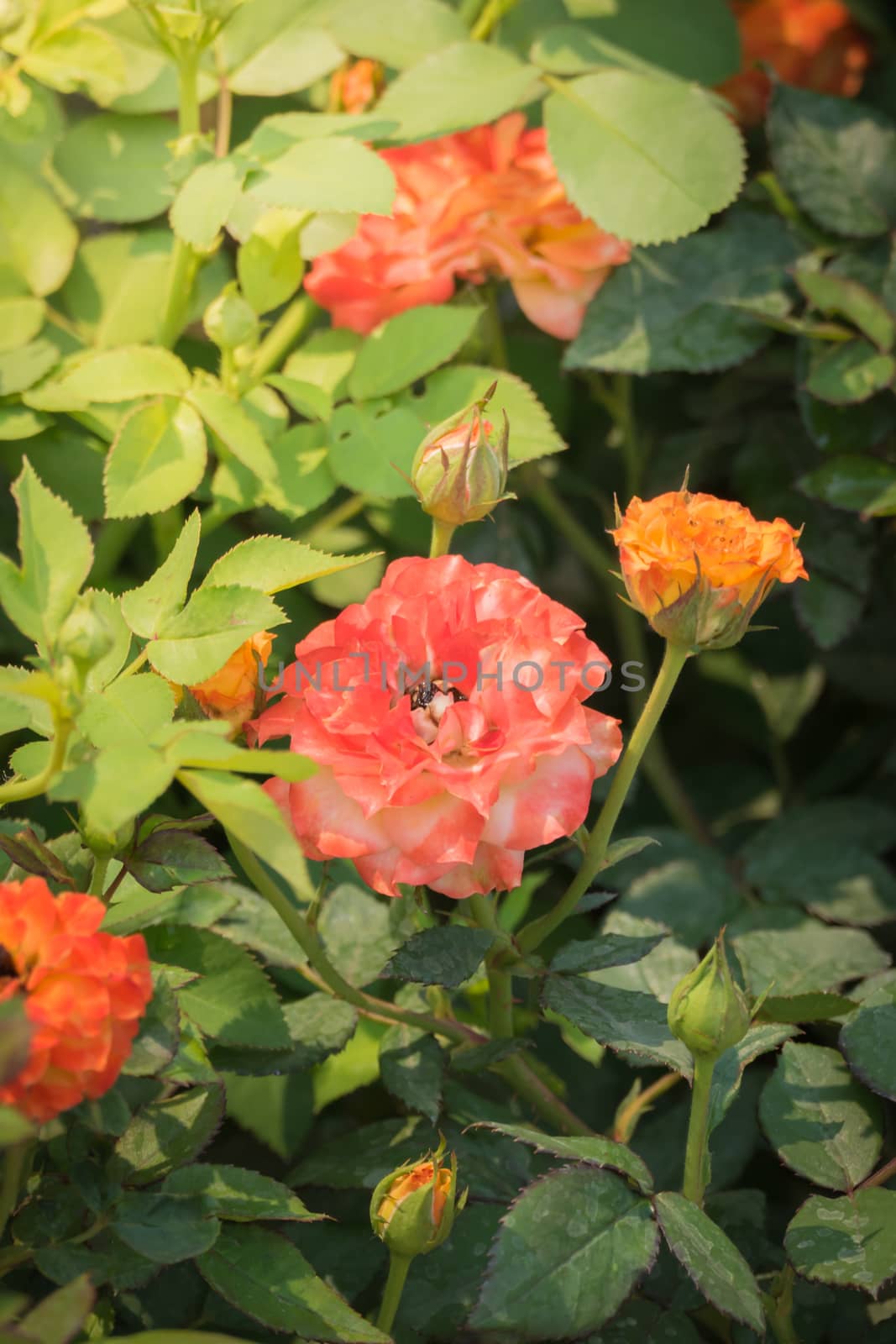 The background image of the colorful flowers, background nature